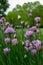 Close up view of attractive purple chives flowers with defocused background