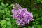 Close up view of attractive purple flower blossoms on Chinese lilac bush