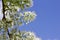 Close up view of attractive white Amur cherry flowers with blue sky background