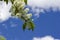 Close up view of attractive white Amur cherry flowers with blue sky background