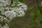 Close up view of attractive white Amur cherry flowers with defocused background