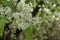 Close up view of attractive white Amur cherry flowers with defocused background