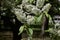 Close up view of attractive white Amur cherry flowers with defocused background