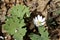 Close up view of an attractive white Bloodroot wildflower in its natural habitat