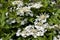 Close up view of attractive white flower clusters on a compact cranberry bush