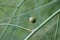 Close-up view of an Aulacophora femoralis on a green plant bud