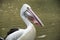 Close-up view of an Australian Pelican on Kangaroo Island