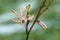 Close-up view of the back of a myrmecophilia orchid, with ants crawling on the blooms