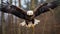 A close up view of a bald eagle flying a stunning wildlife