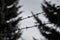 close-up view of barbed wire with tree silhouettes in the background