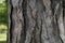 Close up view of bark of pinus negra tree, pinaceae family