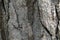 Close up view of bark of pinus negra tree, pinaceae family