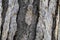 Close up view of bark of pinus negra tree, pinaceae family