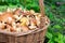 Close up view of basket with lots of wild gathered from pine woods unpeeled butter mushrooms