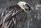 Close-up view of a Bearded vulture