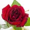 Close-up view of beatiful dark red rose