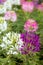 A close-up view of beautiful blooming clusters of pink and white spider flowers