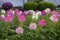 A close-up view of beautiful blooming clusters of pink and white spider flowers