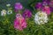 A close-up view of beautiful blooming clusters of pink and white spider flowers