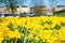 close-up view of beautiful blooming yellow daffodils and blurred architecture of copenhagen