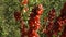 A close-up view of beautiful blossoming quince branches