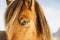 Close up view of a beautiful brown Icelandic horse