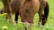 Close-up view of a beautiful brown pony standing in the pasture and is grazing