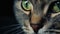 Close-up view of beautiful cats green eye.