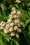 Close-up view of the beautiful colourful blossoms on a horse chestnut tree