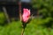 Close-up view of beautiful delicate pink rose in the green graden. Macro styled stock photo with amazing rose in green plants