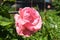 Close-up view of beautiful delicate pink rose in the green graden. Macro styled stock photo with amazing rose in green plants