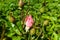 Close-up view of beautiful delicate pink rose in the green graden. Macro styled stock photo with amazing rose in green plants