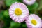 Close up view of beautiful fragile pink daisy flowers with young green leaves on daylight. Simple