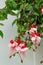 Close up view of beautiful Fuchsia plant. Delicate blossom plant