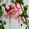 Close up view of beautiful Fuchsia plant. Delicate blossom plant