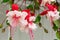 Close up view of beautiful Fuchsia plant. Delicate blossom plant