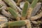 close-up view of beautiful green cactuses growing