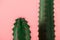 Close-up view of beautiful green cactuses with thorns