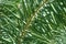 Close up view of beautiful green date palm leaves on nature background