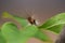 Close-up view of beautiful hairy caterpillar