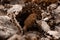 close-up view on beautiful morel conical mushroom among dry leaves