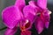 Close up view of beautiful orchid flowers in bright magenta color. Phalaenopsis orchid cultivation at home.Blooming Phalaenopsis