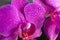 Close up view of beautiful orchid flowers in bright magenta color. Phalaenopsis orchid cultivation at home.Blooming Phalaenopsis