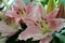 Close up view of the beautiful Oriental Lily