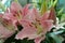 Close up view of the beautiful Oriental Lily