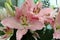 Close up view of the beautiful Oriental Lily