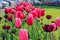 Close-up view of beautiful pink and dark red tulips on green grass at Nyon city flowerbed along road at bright spring summer day.