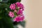 close up view of beautiful pink kalanchoe plant