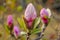 Close-up View of Beautiful Pink Magnolia Buds Blossoming in Spring with Soft Bokeh Background