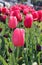 Close-up view of beautiful pink tulips at Nyon city flowerbed at bright spring summer day.